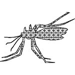 Mosquito